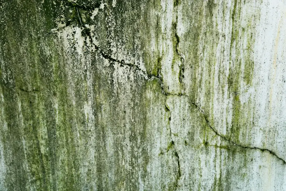 Our Commitment to a Mold-Free Fayetteville